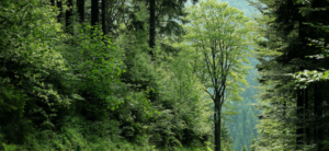 ISO 14006:2020 Environmental management systems